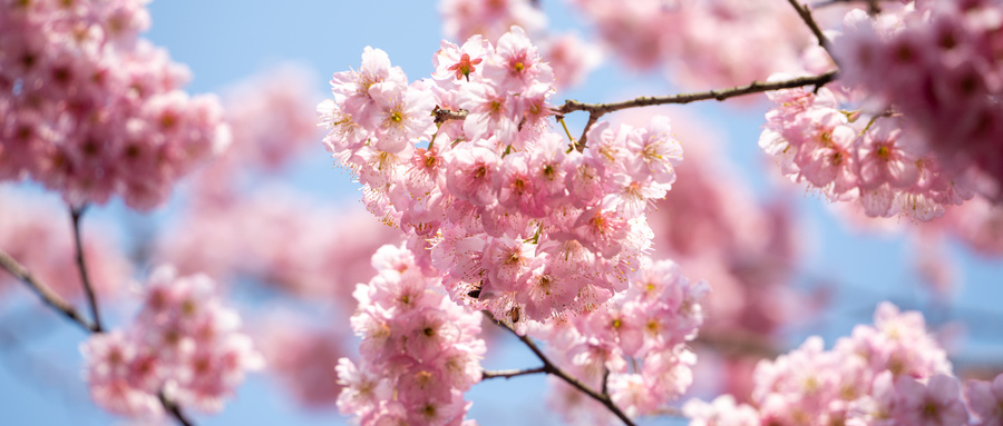摄图网_507729367_wx_春天的樱花（企业商用）.jpg